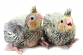Why a special hand rearing scheme for parakeets and parrots?