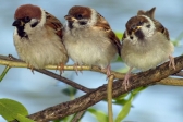 Zusammenarbeit von und zwischen Ernährungsexperten, Wissenschaftlern und Vogelliebhabern 